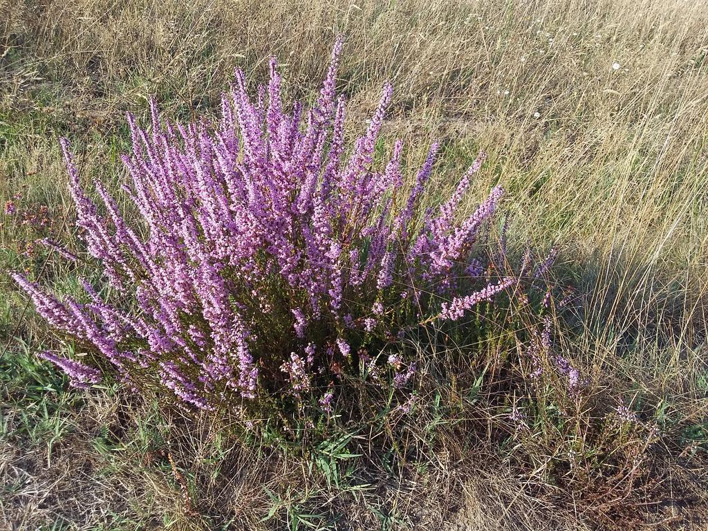 Lac Et Nature Сангине Номер фото